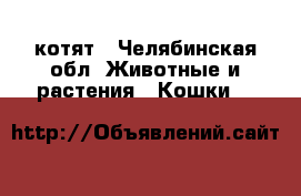 5  котят - Челябинская обл. Животные и растения » Кошки   